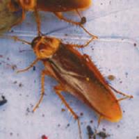 Croach Pest Control image 6
